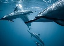 在线体育-奥沙利文考虑重返大师赛 丁俊晖不支持观众入场